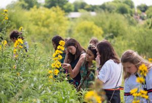 Event Image - Confluence Park Sunflowers